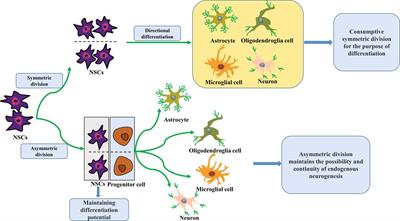 Research advances in the role of endogenous neurogenesis on neonatal hypoxic-ischemic brain damage